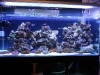 Barcelona Aquarium Meeting 2011 - Amenajarea acvariului marin